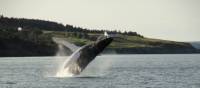 A whale breaches off the east coast of Newfoundland | Newfoundland and Labrador Tourism