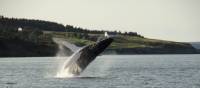 A whale breaches off the east coast of Newfoundland | Newfoundland and Labrador Tourism