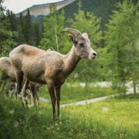 Female bighorn sheep in Jasper NP | Parks Canada