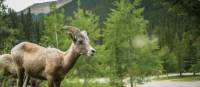 Female bighorn sheep in Jasper NP | Parks Canada