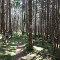 Deep in the woods of the Fundy Footpath. |  <i>Guy Wilkinson</i>