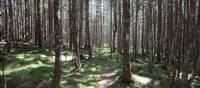 Deep in the woods of the Fundy Footpath. | Guy Wilkinson