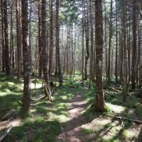 Deep in the woods of the Fundy Footpath. | Guy Wilkinson