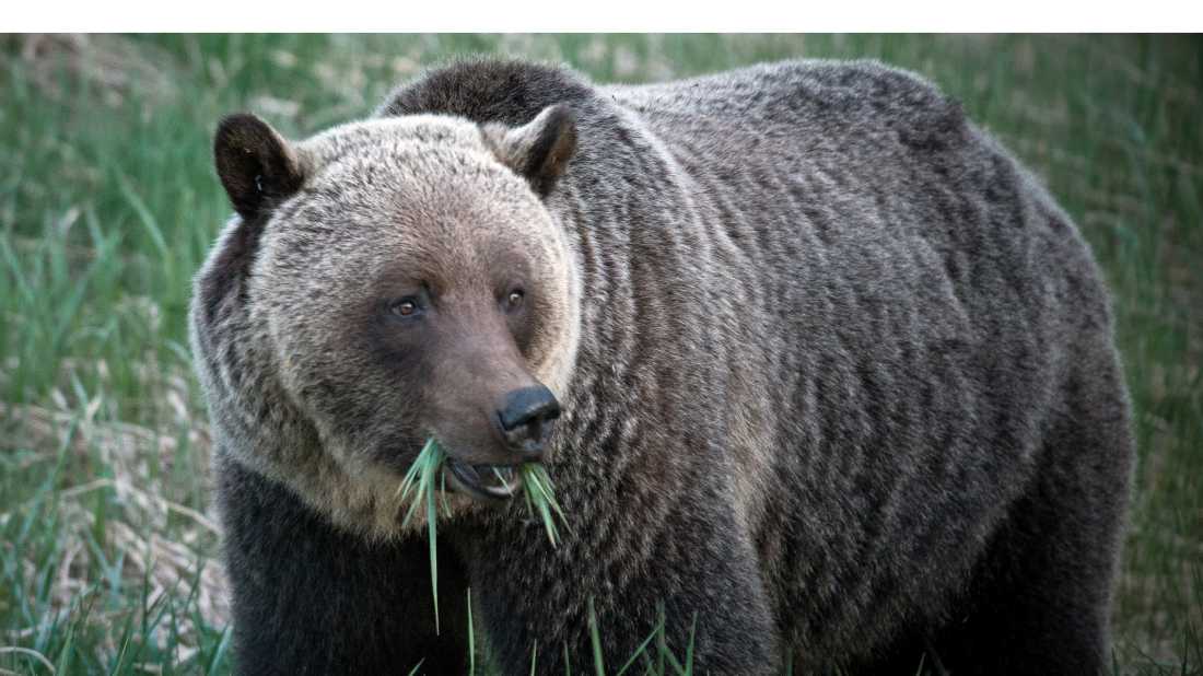 Grizzly bear eating grass in Jasper NP |  Jeff Bartlett