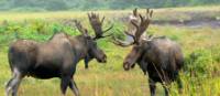 Moose-spotting in Newfoundland