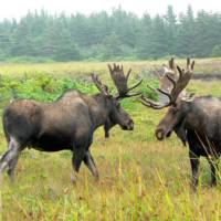 Moose-spotting in Newfoundland