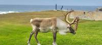Woodland Caribou, Newfoundland and Labrador