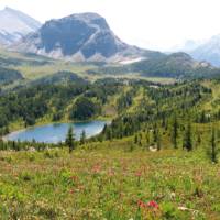 Alpine Meadows of the Canadian Rockies