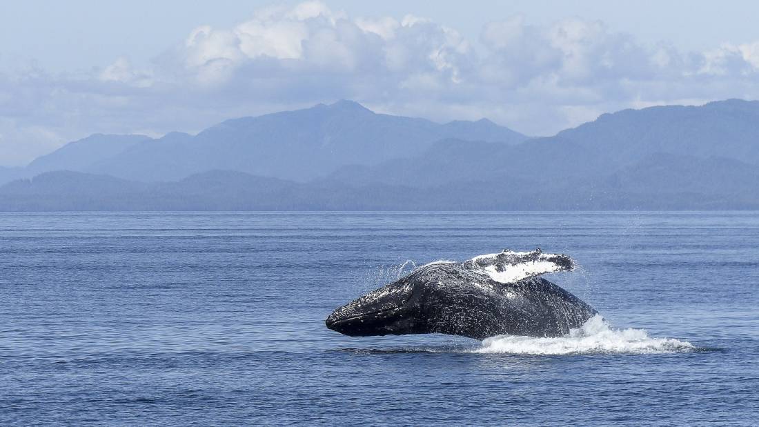 Playful humpback whale on the BC coast