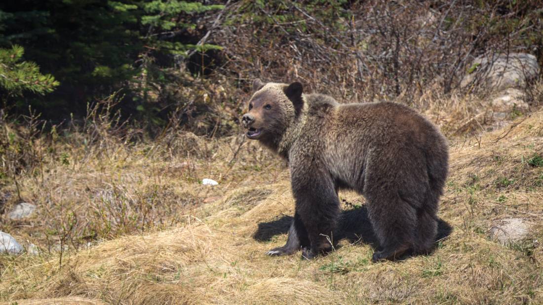 Grizzly bear cub in Jasper NP |  <i>Ryan Bray</i>