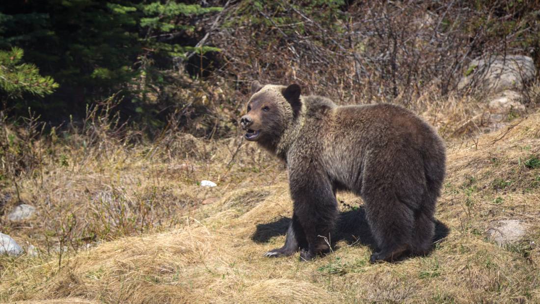 Grizzly bear cub in Jasper NP |  <i>Ryan Bray</i>