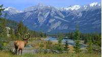 Elk looking at the mountains