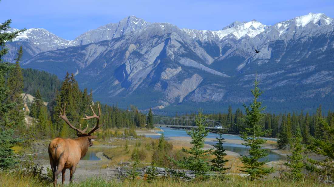 Elk looking at the mountains