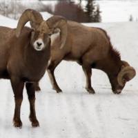 Bighorn sheep | Tourism Jasper