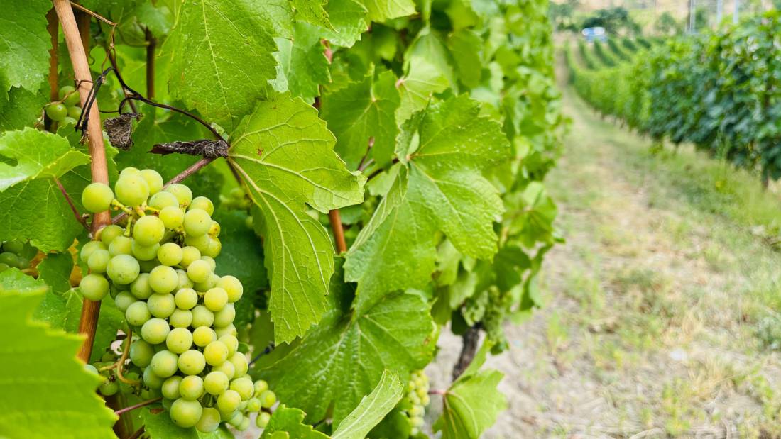 The Naramata Bench in BC is recognized for its high density of wineries |  <i>Robin Esrock</i>