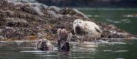 Playful pals in Canada's Pacific | Jenn Dickie Photography