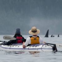 There's no mistaking the distinctive Orca in Johnstone Strait | Jenn Dickie Photography