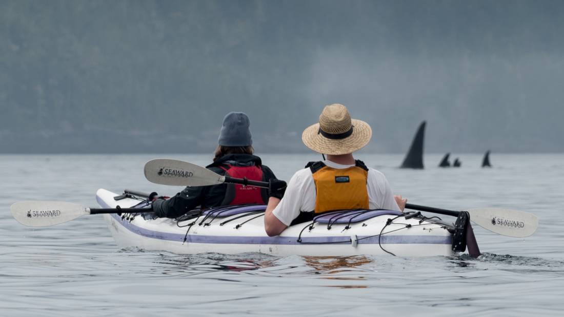 There's no mistaking the distinctive Orca in Johnstone Strait |  <i>Jenn Dickie Photography</i>
