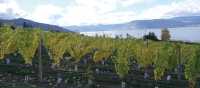 Naramata vineyard along the KVR trail, Okanagan | Annika Rautiola