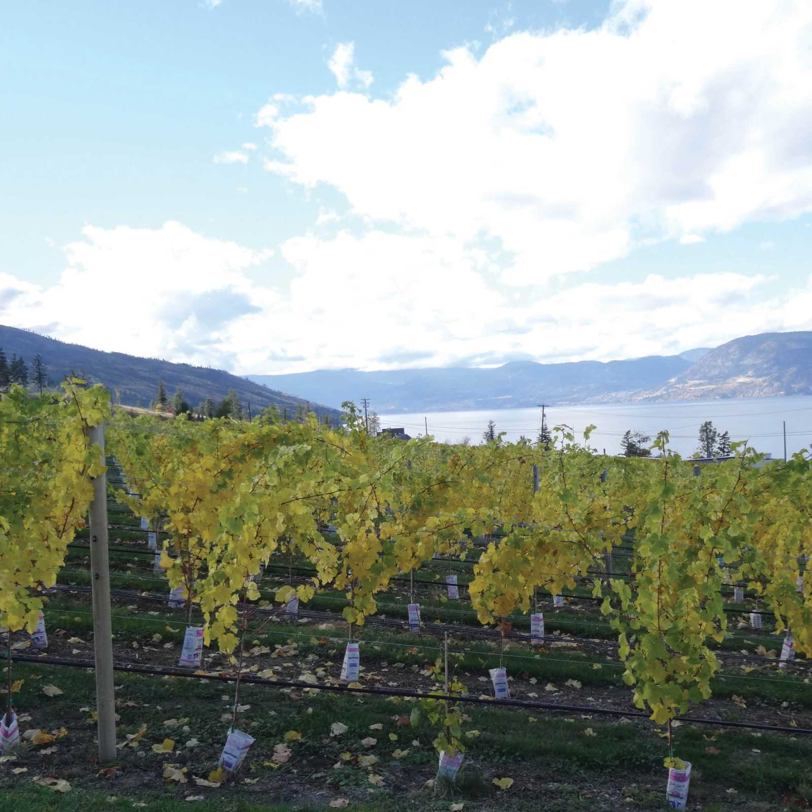 Naramata vineyard along the KVR trail, Okanagan | Annika Rautiola