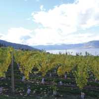 Naramata vineyard along the KVR trail, Okanagan | Annika Rautiola