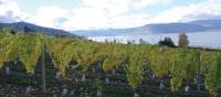 Naramata vineyard along the KVR trail, Okanagan | Annika Rautiola