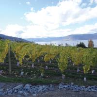 Naramata vineyard along the KVR trail, Okanagan | Annika Rautiola