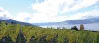 Naramata vineyard along the KVR trail, Okanagan | Annika Rautiola