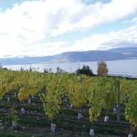 Naramata vineyard along the KVR trail, Okanagan | Annika Rautiola