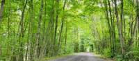 Cycling under the natural arch of trees | Caroline Mongrain