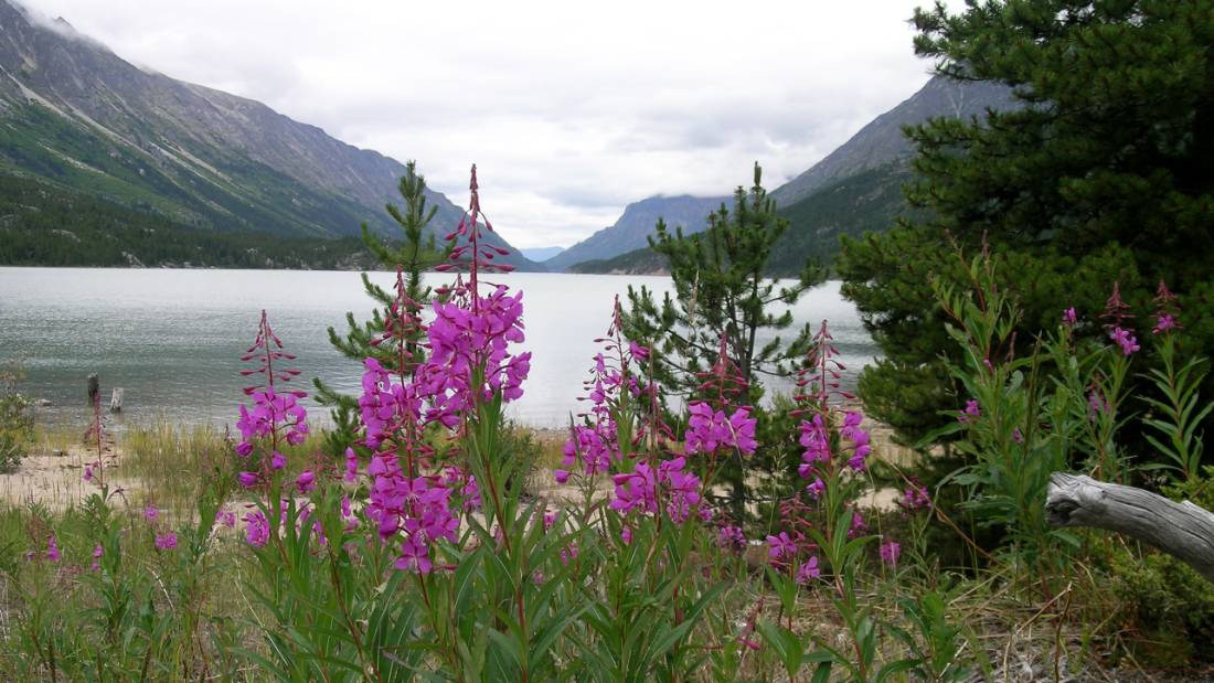 Our trail ends in Lake Bennett