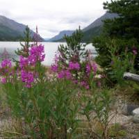 Our trail ends in Lake Bennett