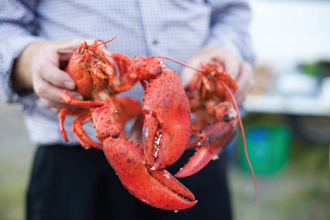 Enjoy fresh lobster during your stay in New Brunswick |  <i>Guy Wilkinson</i>