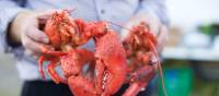 Enjoy fresh lobster during your stay in New Brunswick | Guy Wilkinson