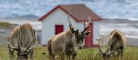 Newfoundland and Labrador is home to thousands of rare Woodland Caribou | Jenny Wong