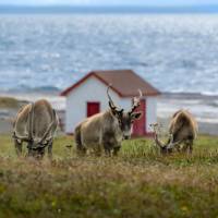 Newfoundland and Labrador is home to thousands of rare Woodland Caribou | Jenny Wong
