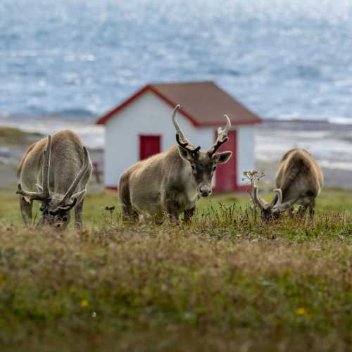 Newfoundland and Labrador is home to thousands of rare Woodland Caribou