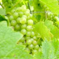 Harvest time approaches in Canada's Annapolis Valley