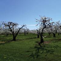 Fruit trees along the Niagara Peninsula | Nathalie Gauthier