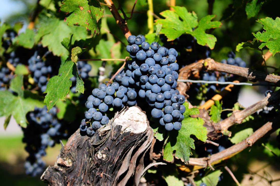 Vineyards line your route through the Niagara region