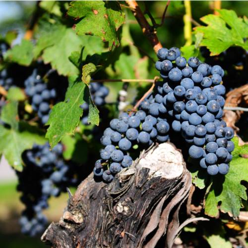 Vineyards line your route through the Niagara region