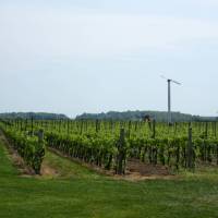 Vineyards line south shore of Lake Ontario