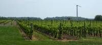 Vineyards line south shore of Lake Ontario