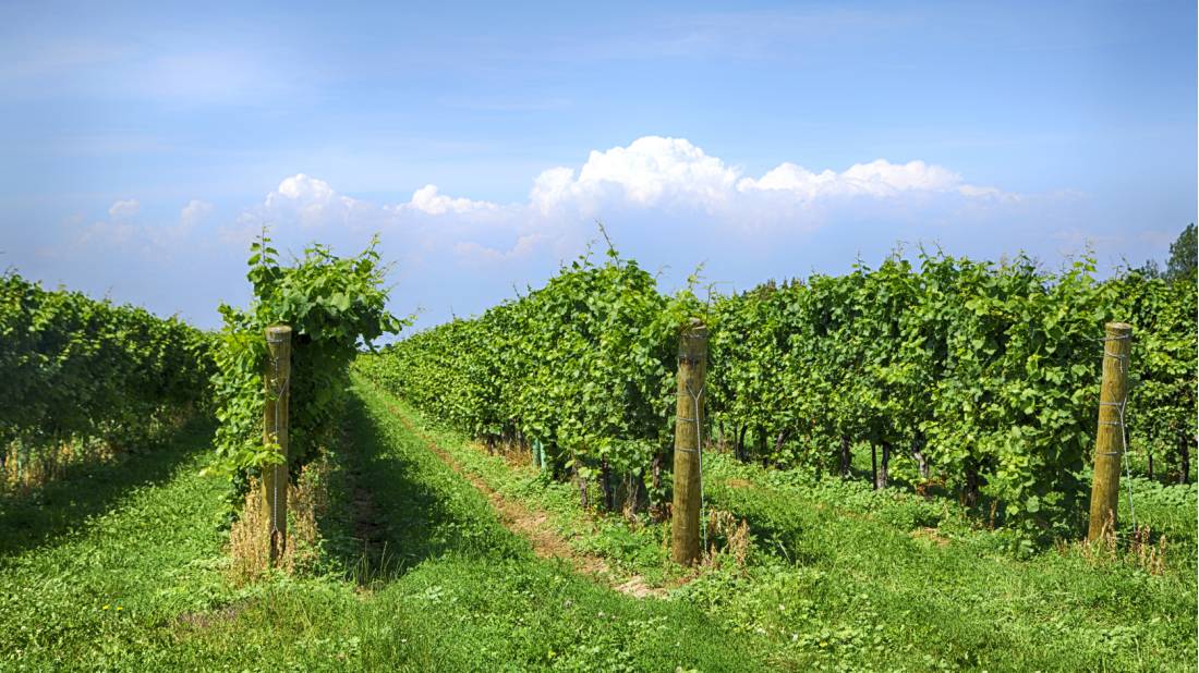 Vineyard in Niagara on the Lake