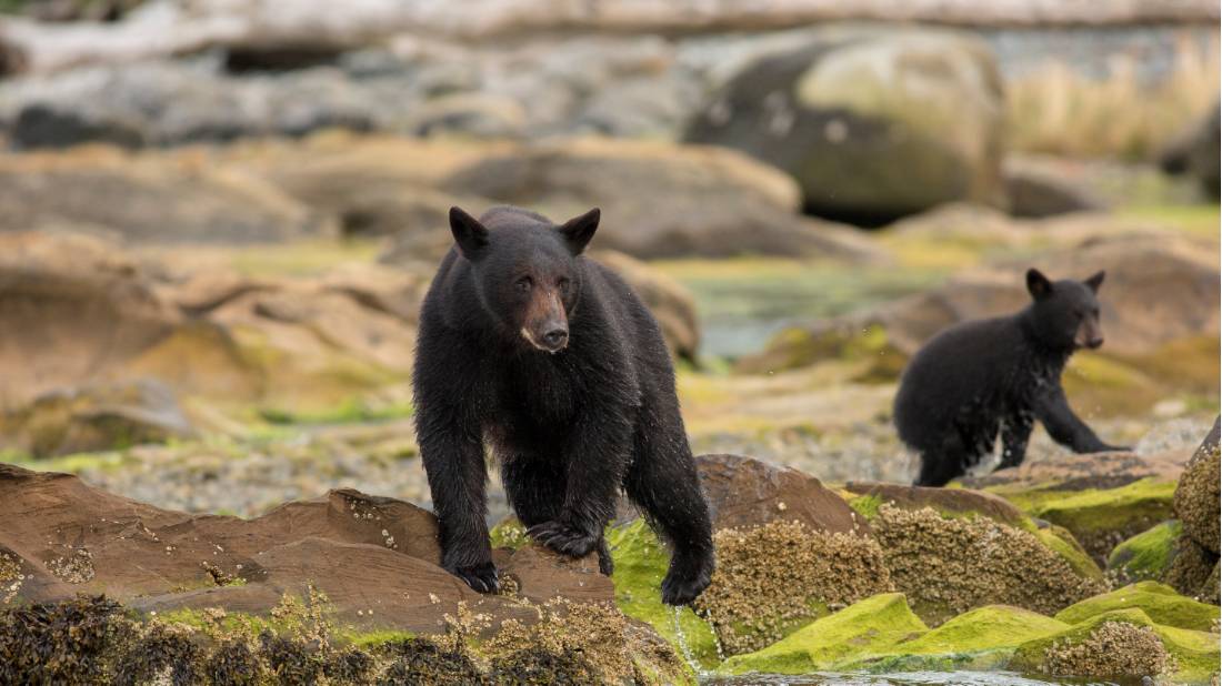 Black bears roam on Vancouver Island North |  <i>Northern Vancouver Island Tourism/Steven Fines</i>