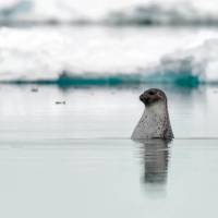 Curious seal in the waters surrounding Baffin Island | Michelle Valberg, Nunavut Tourism