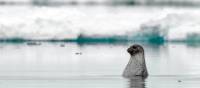 Curious seal in the waters surrounding Baffin Island | Michelle Valberg, Nunavut Tourism