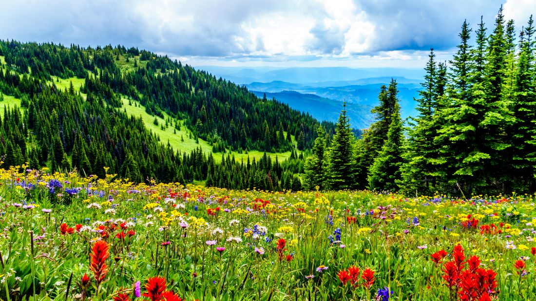 Colourful alpine meadows in the Okanagan region