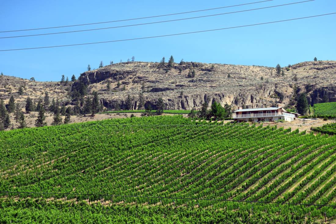 Vineyard in the Okanagan Valley |  <i>Nathalie Gauthier</i>