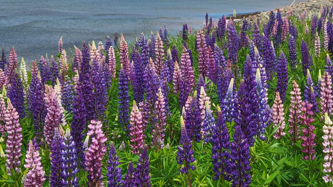 Marvel at colourful displays of lupines, in season, all across the island |  Sherry Ott